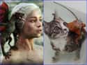 Daenerys Targaryen on Random Cats Who Look Like GoT Characters