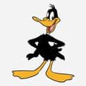 Daffy Duck on Random Cutest Cartoon Ducks