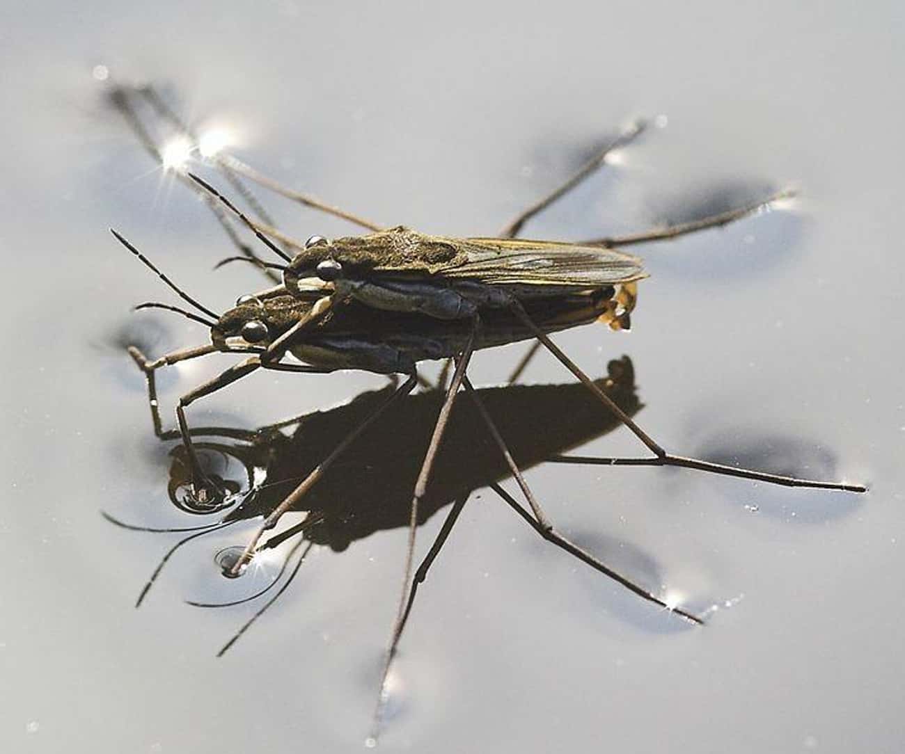 Male Water Striders Blackmail Females With Death Threats