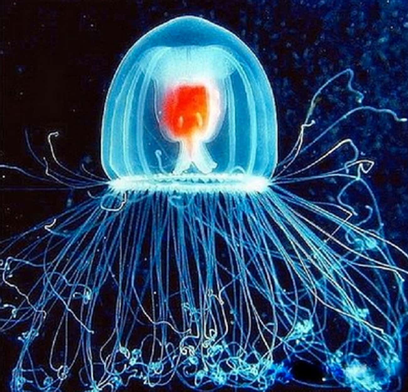 The Turritopsis Dohrnii Jellyfish Is Going to Live Forever