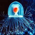 Turritopsis on Random Real Animals That Literally Have Superpowers