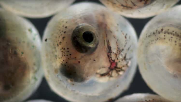 What Sea Creature Eggs Look Like (17 Photos)