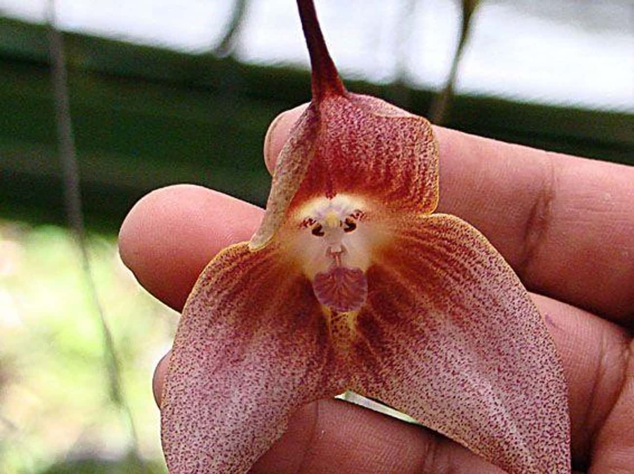 Ком цветы похожие на. Орхидея Обезьянья Дракула. Орхидея Дракула симиа. Обезьянья Орхидея Dracula Simia. Орхидея-обезьяна, Обезьяний Дракула.