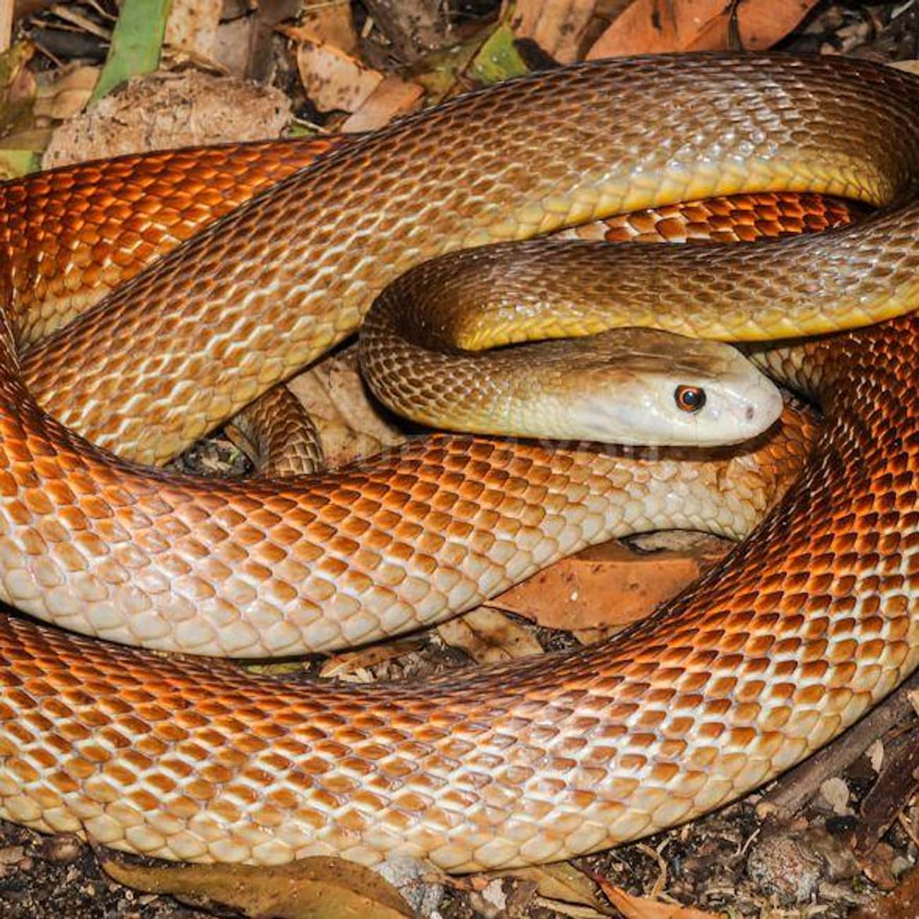 21 Of The Most Venomous & Poisonous Snakes In The World