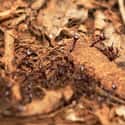 Army ant on Random Scariest Types of Insects in the World
