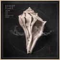 lullaby and... The Ceaseless Roar on Random Best Robert Plant Albums