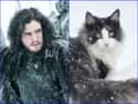 Jon Snow on Random Cats Who Look Like GoT Characters