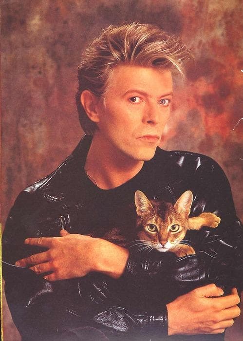 Celebrities Who Have Cats | List of Famous Cat People