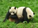 Bifengxia Panda Base on Random Best Vacation Spots for Animal Lovers