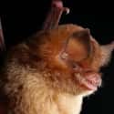 Cuban greater funnel-eared bat on Random Animals are Fewer Than 100 In Entire World