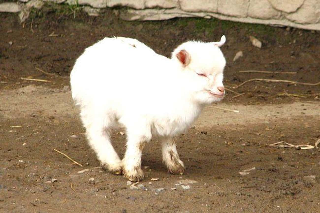 Who Wouldn’t Want To Cuddle A Pygmy Goat?