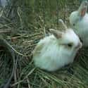 Angora rabbit on Random Animals with the Cutest Babies