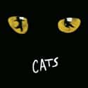 Cats on Random Best Judi Dench Movies