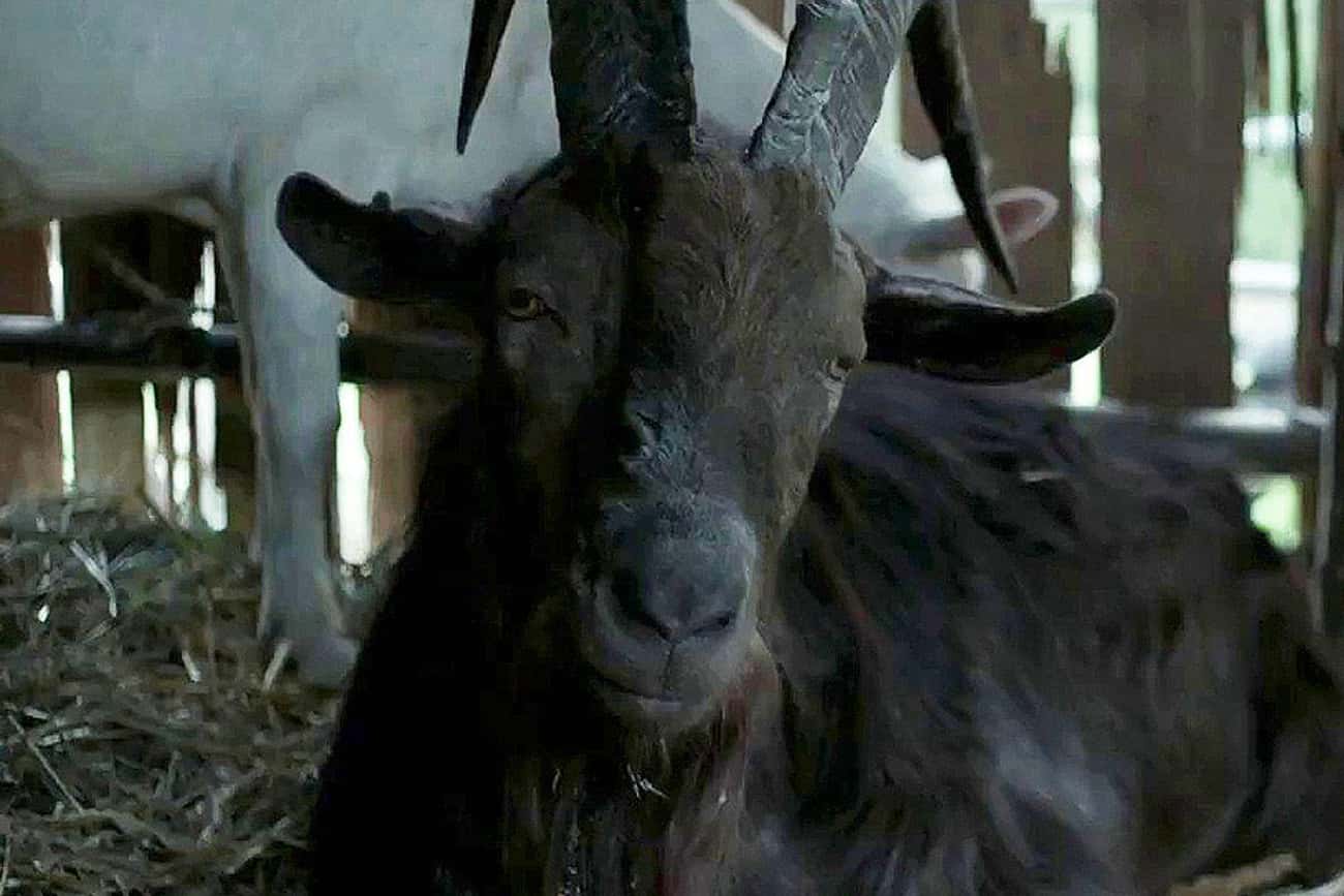 The Goat Who Played Black Phillip In ‘The Witch’ Was Apparently A Nightmare On Set And Almost Killed One Of The Actors