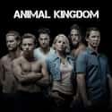 Animal Kingdom on Random Best TV Shows On Amazon Prime