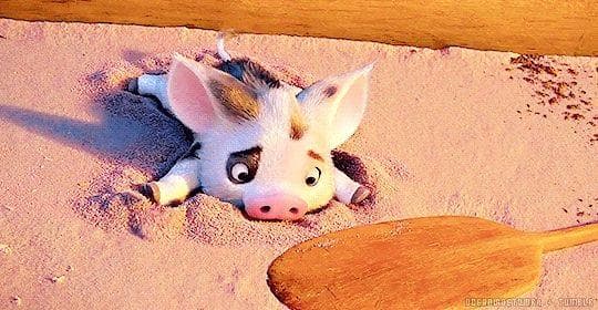 Поросенок моаны пуа. Моана пуа. Моана свинка пуа. Свинка из моаны. Моана свинка.