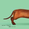 Wiener-Dog on Random Best Comedy Films On Amazon Prime