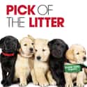 Pick of the Litter on Random Movie Coming To Netflix In August 2020