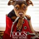 A Dog's Way Home on Random Best New Kids Movies of Last Few Years