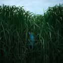 In the Tall Grass on Random Best New Horror Movies of Last Few Years