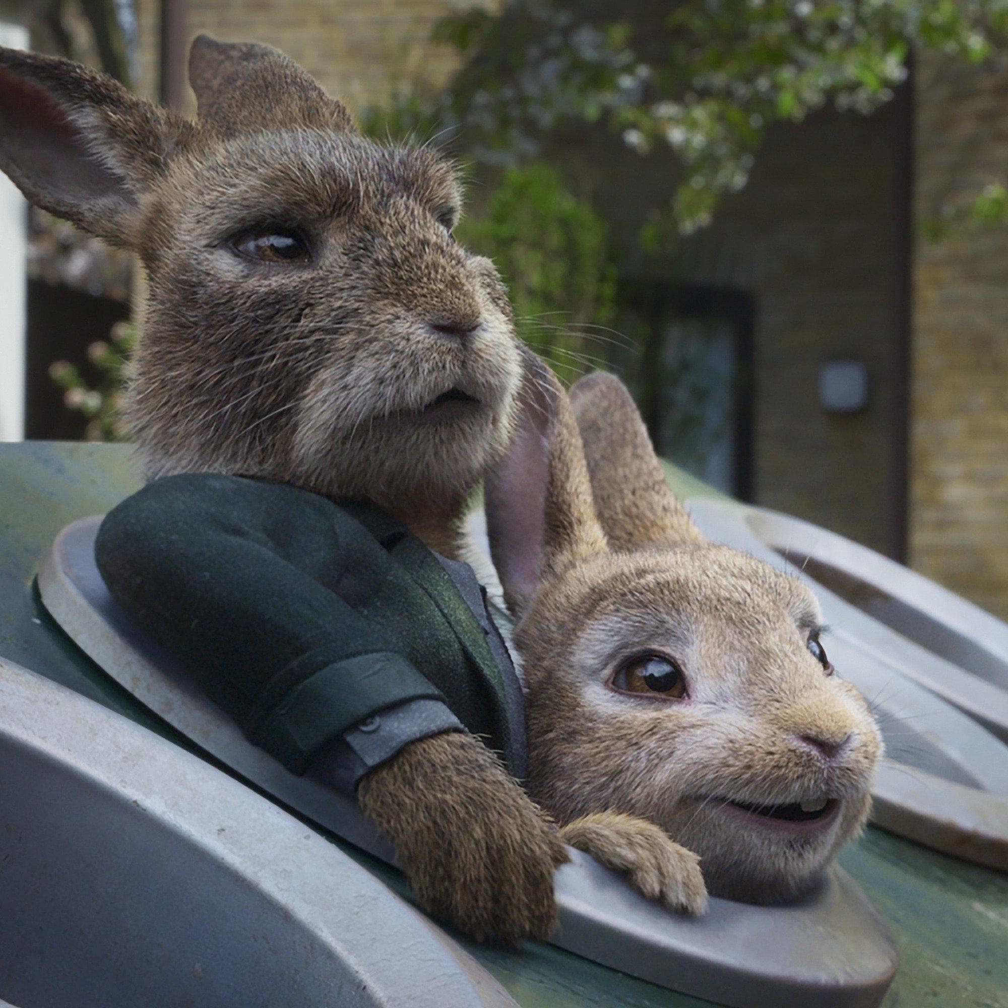 The 30 Best Movies With Rabbits, Ranked By Fans