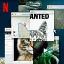 Don't F**k with Cats: Hunting an Internet Killer on Random Best New Netflix Original Series of the Last Few Years
