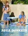 Agua Donkeys on Random Best Current TV Shows About Work