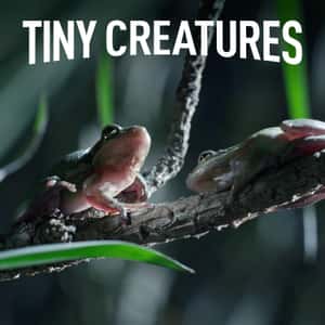 Tiny Creatures
