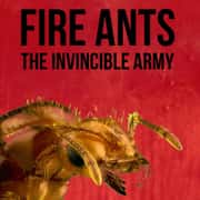 Fire Ants: The Invincible Army