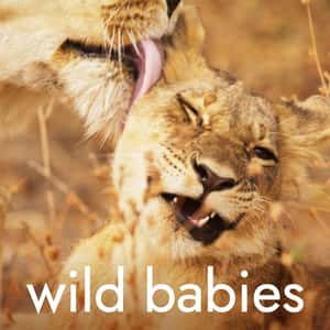 Wild Babies