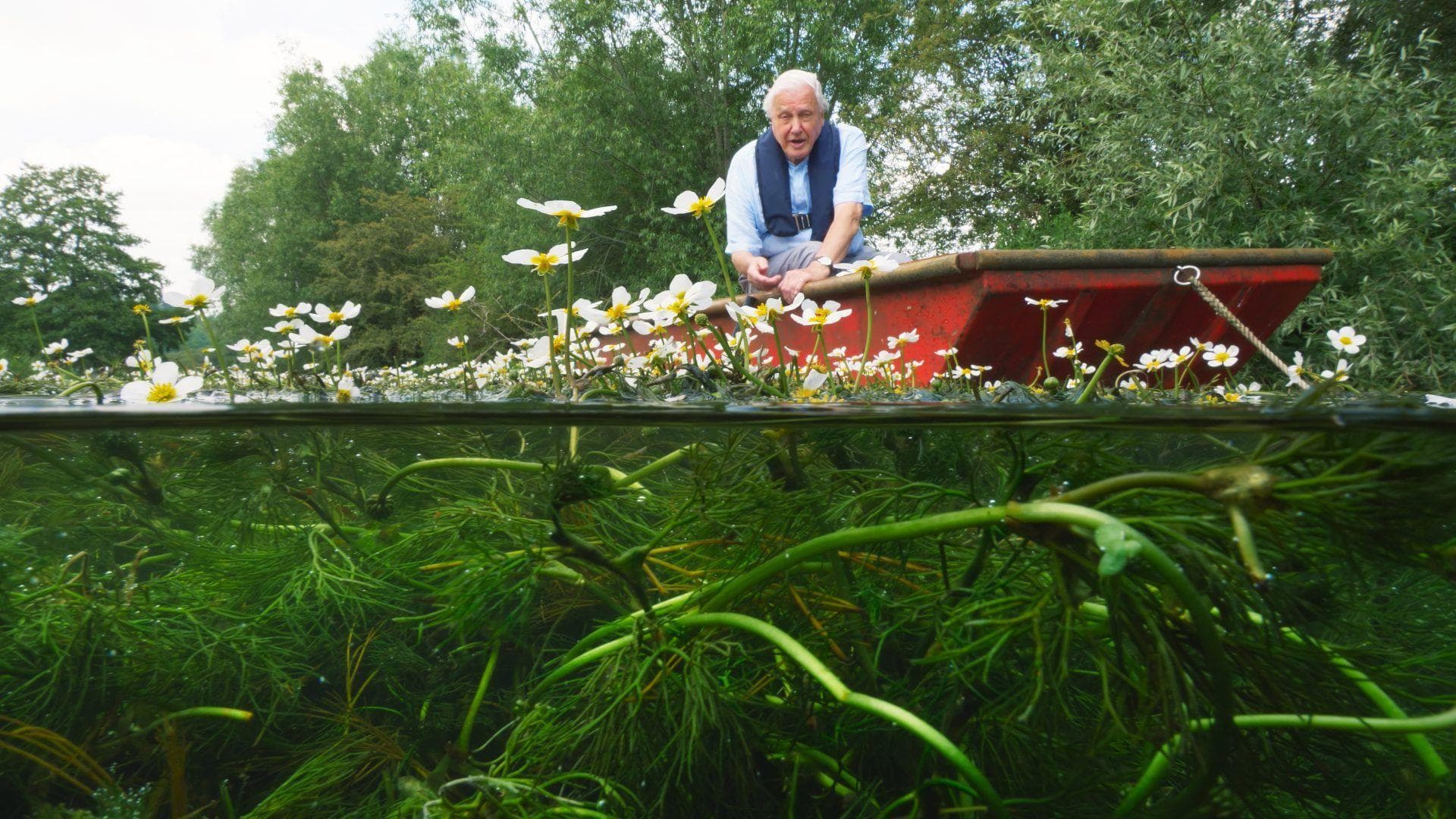 the-16-best-documentaries-with-david-attenborough-ranked