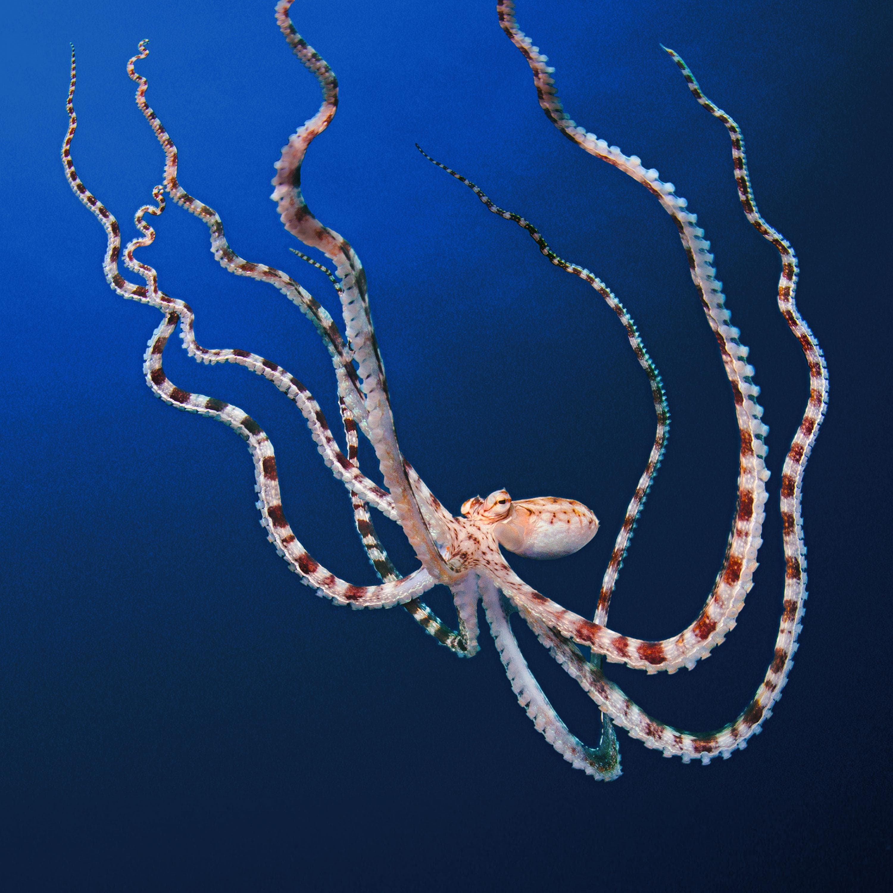 Secrets of the Octopus