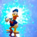 Donald Duck on Random Best Bird Characters In Cartoons And Comics