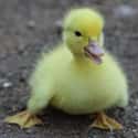 Duck on Random Animals with the Cutest Babies