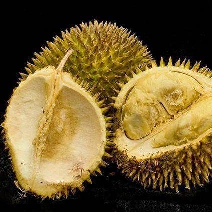 Durian on Random Best Tropical Fruits