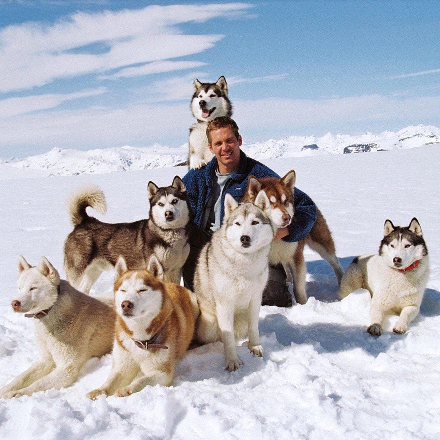 Eight Below