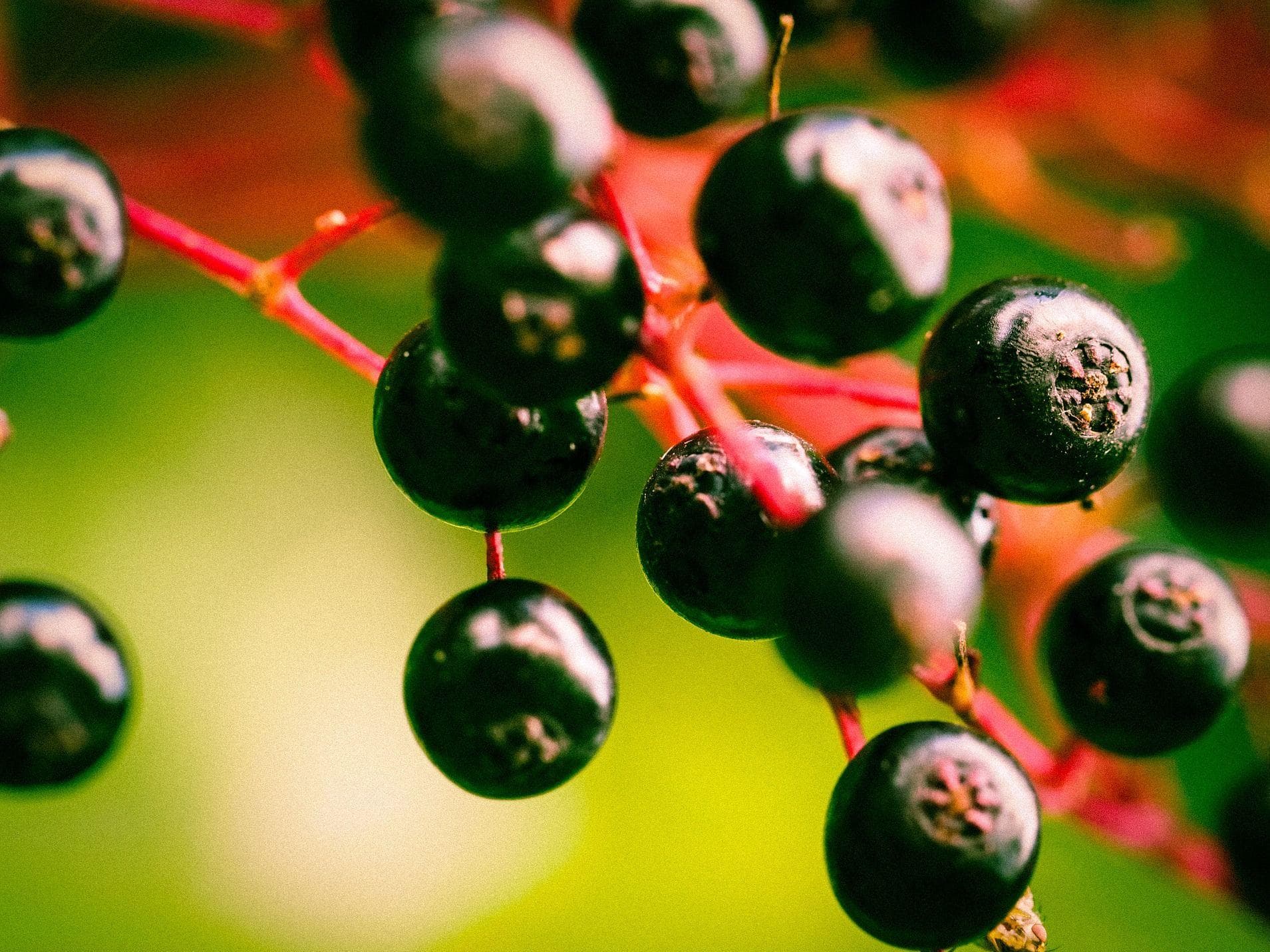 Elderberry