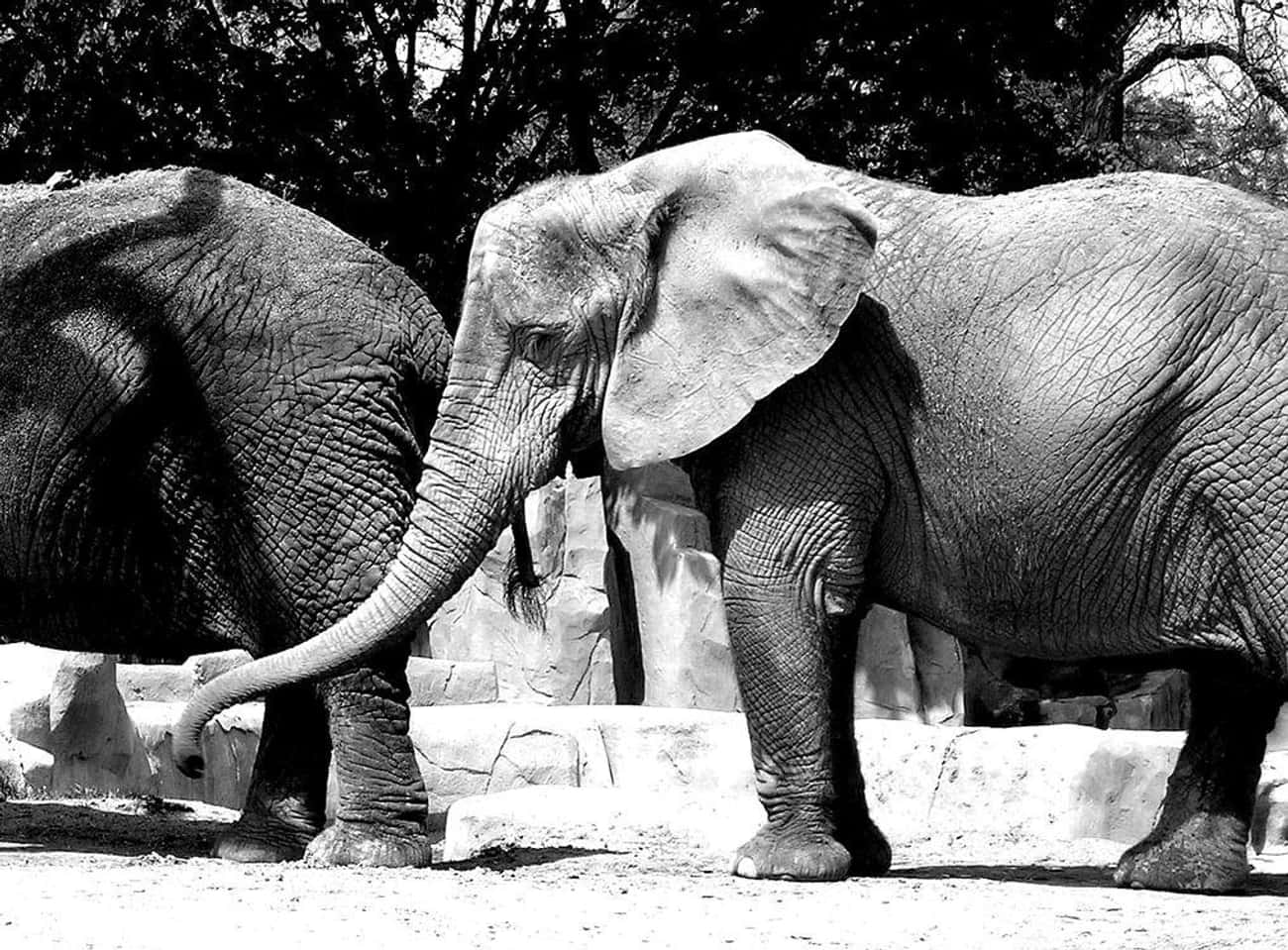 Bond with Elephant&#39;s at Thailand&#39;s Elephant Nature Park