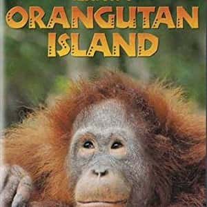 Orangutan Island