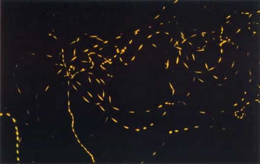 Best RadioLab Episodes List of Radio Lab Podcasts