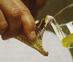 How To Poisoning Worlds Most Poisonous Plants (Page 2)