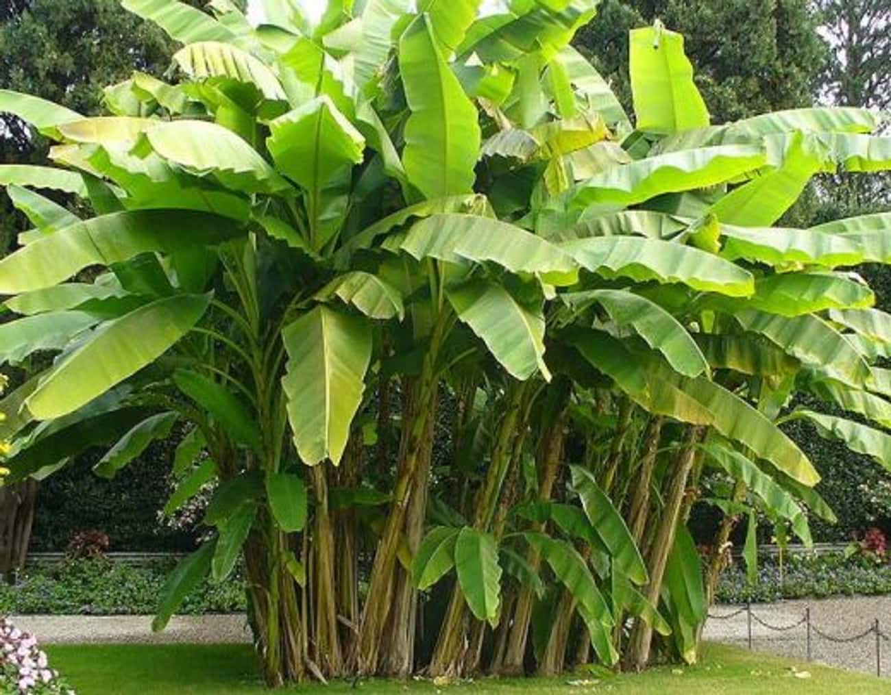 The Banana Tree is Not a Tree