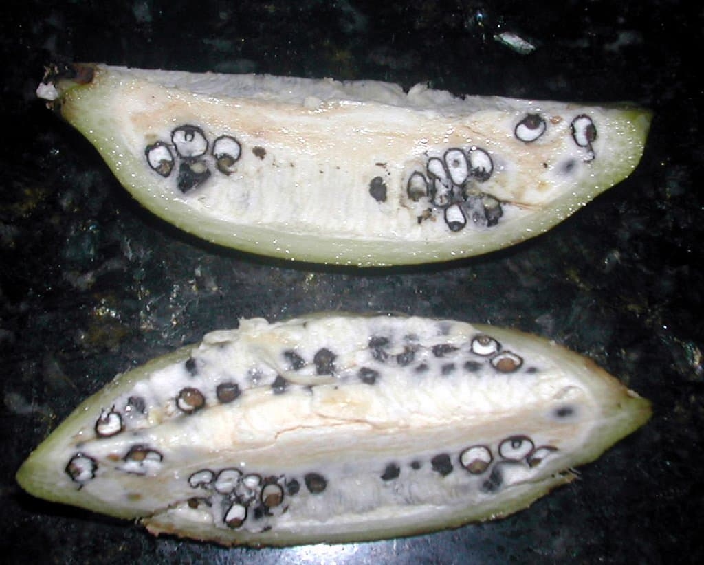 Banana Facts 10 Most Amazing Facts About Bananas