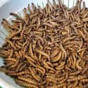 Slimy Worms on Random Grossest Foods In World