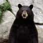 Attacked by a Bear is listed (or ranked) 18 on the list The Worst Ways to Die
