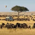 Micato Safaris on Random Best Adventure Travel Companies