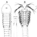 Horseshoe Shrimp on Random Oldest Living Things On Earth
