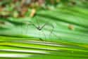 Daddy Longlegs Are The Most Poisonous Spiders on Random Untrue Myths About Animals