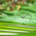 Daddy Longlegs Are The Most Poisonous Spiders on Random Untrue Myths About Animals