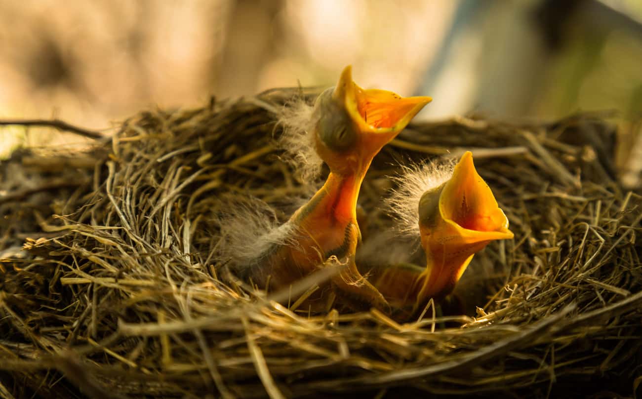 Baby Birds Will Be Rejected By Their Mothers If Handled By People
